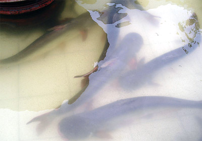 Miền Bắc cạn kiệt giống thủy sản